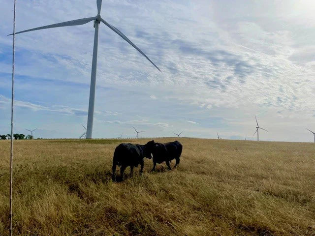 Nebraska Angus Beef: KL Beef Co.’s Standard for Quality and Care