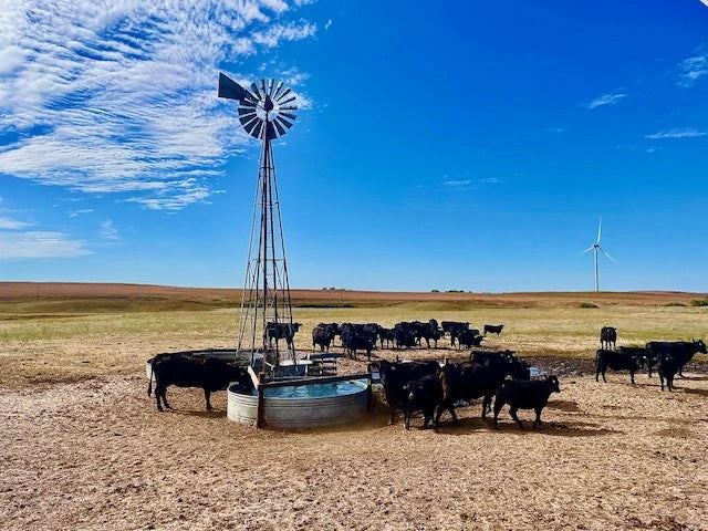 Cattle gathered around a windmill water tank on open pasture under blue skies, raised by a Nebraska beef company focused on sustainable, pasture-based ranching.