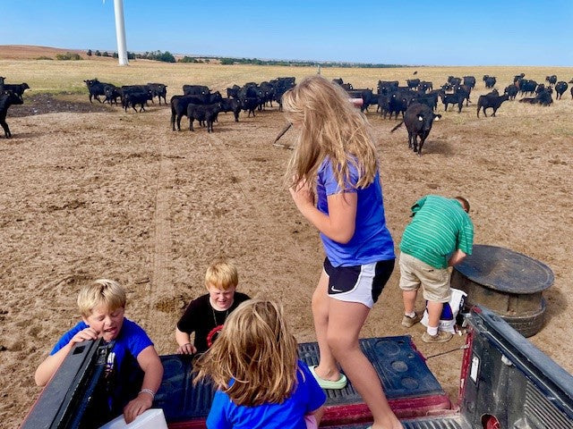 Greener Pastures: How KL Beef Co.'s Local Approach Creates a More Sustainable Food System