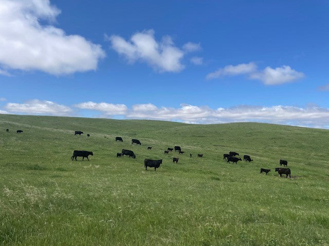 Black Angus cattle grazing on lush Nebraska pasture under a blue sky, representing open range beef Nebraska from KL Beef Co.