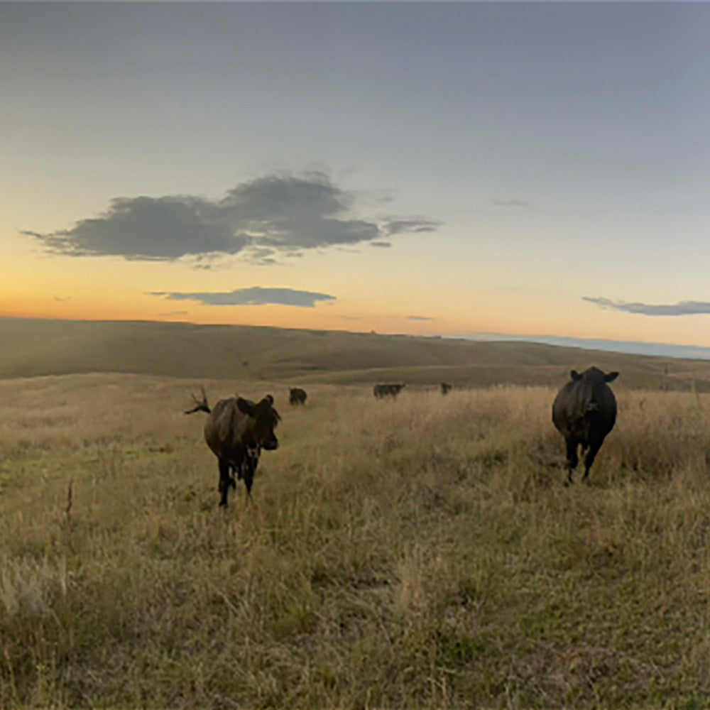 KL Beef Ranch, Nebraska, kabeefco.com