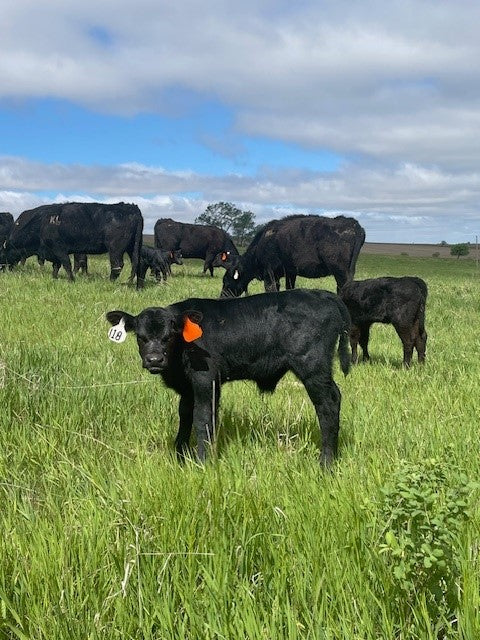 KL Beef
